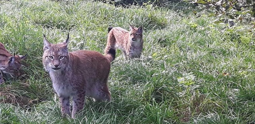 Lebende Haserl für Luchse