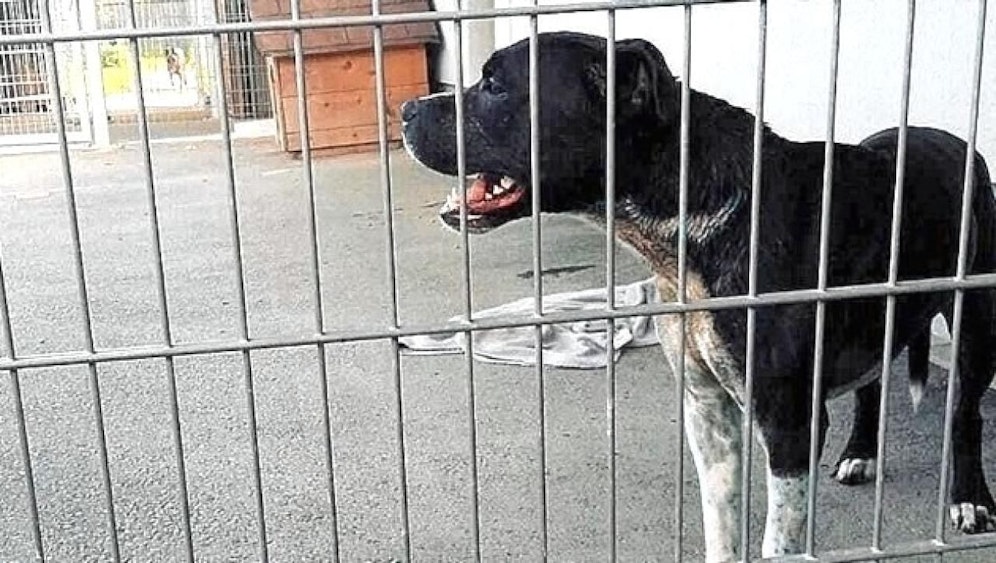 "Cesar" verletzte zwei Tierpflegerinnen. 