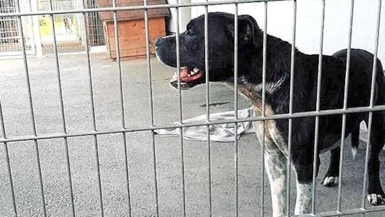 "Cesar" verletzte zwei Tierpflegerinnen.