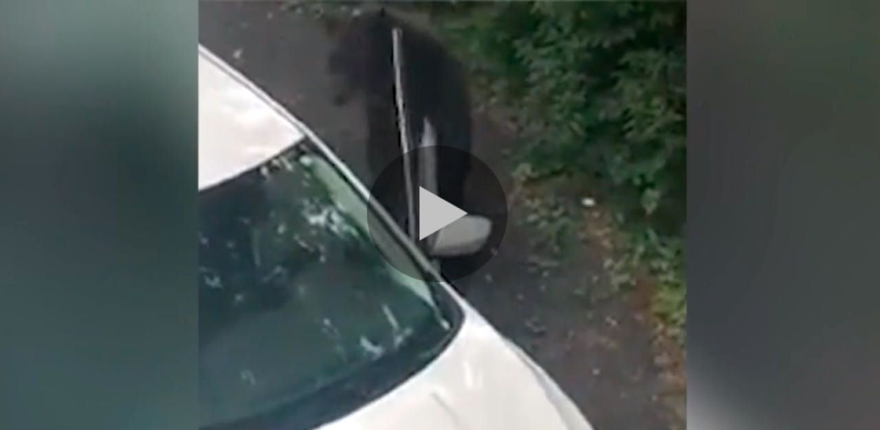 Heute.at - Dieser Bär kann sogar  Autotüren öffnen