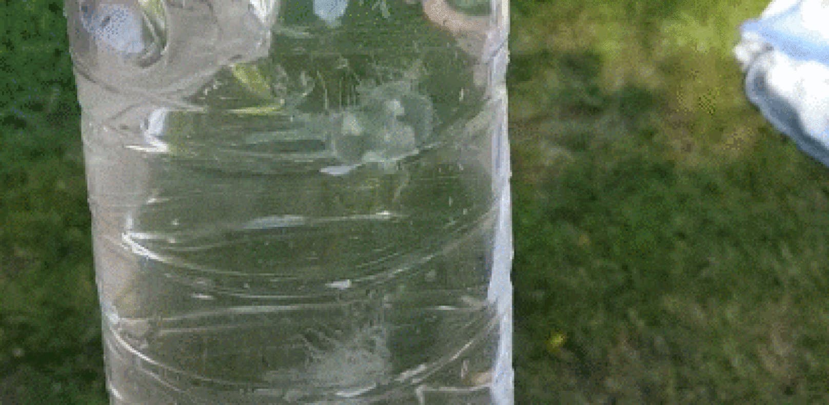 Eine Linzerin fing die Quallen mit einer Flasche. Man kann sie deutlich erkennen.