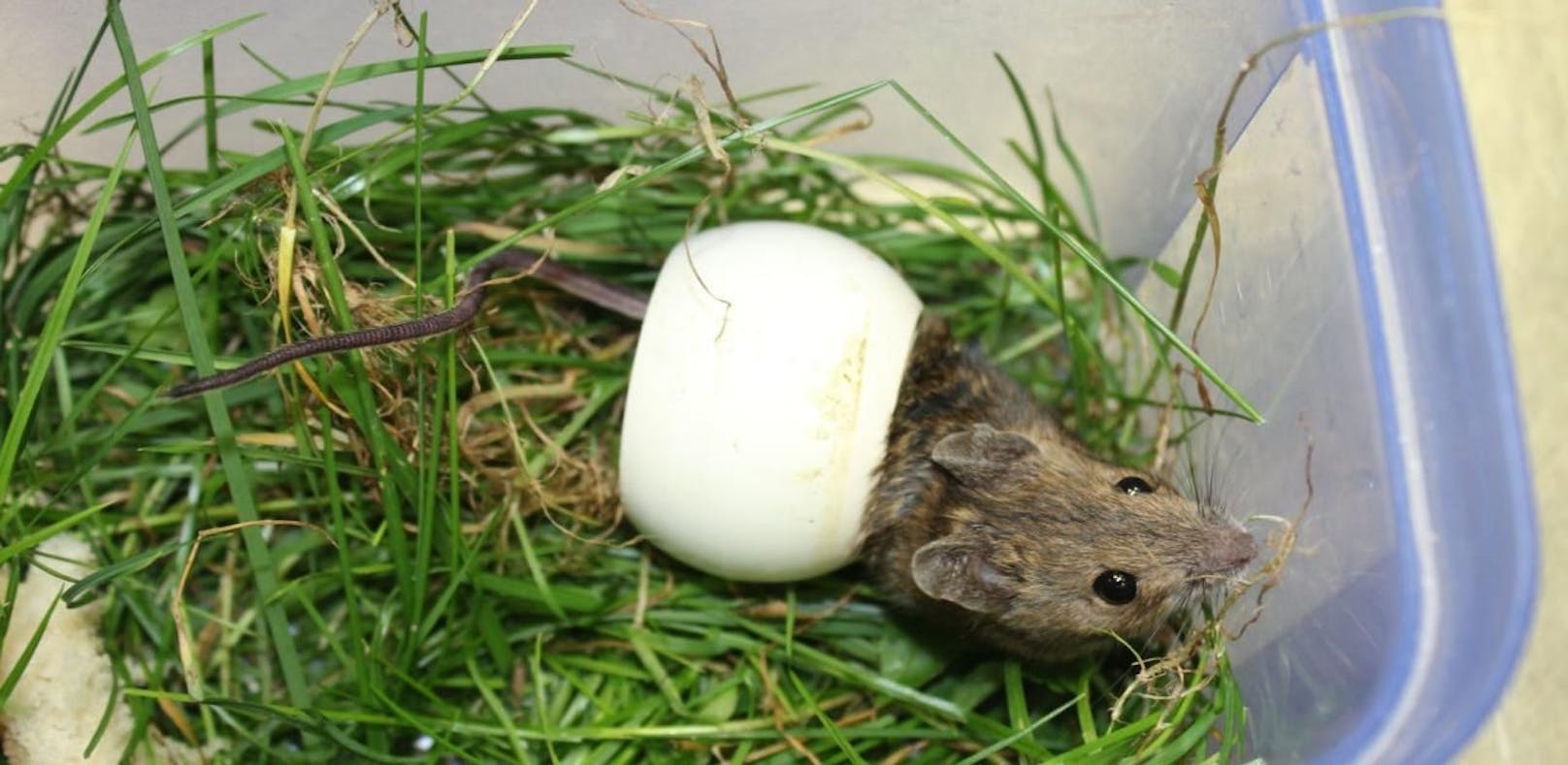 Die Maus hatte sich in der Düse eines Pools eingeklemmt. Der kleine Nager konnte im Wiener Tierschutzverein unversehrt befreit werden.