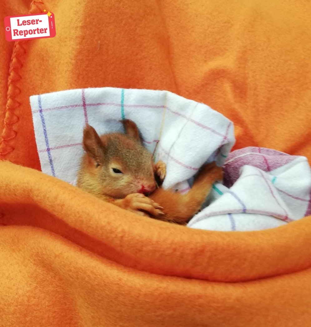 Dieser kleine Kerl hat einen harten Tag hinter sich... fast wäre er zu Krähen-Frühstück verarbeitet worden. 