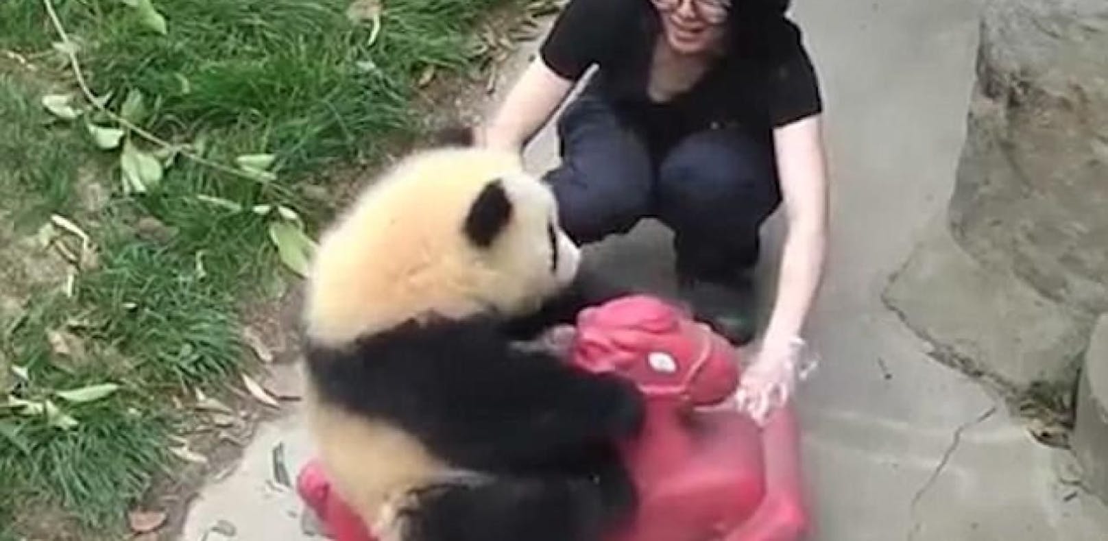 Süß: Baby-Panda liebt sein rosa Schaukelpferd