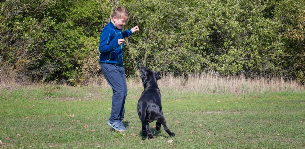 Der Hund biss dem 11-Jährigen in das Gesicht