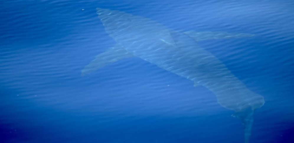 Seit 30 Jahren wurde kein weißer Hai in der Region fotografiert.
