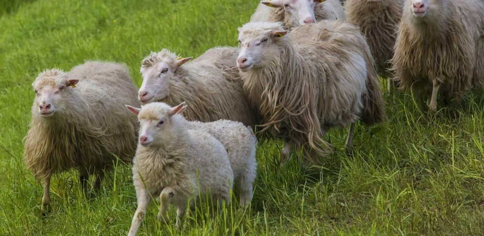 Der Wolf hatte 15 Schafe totgebissen