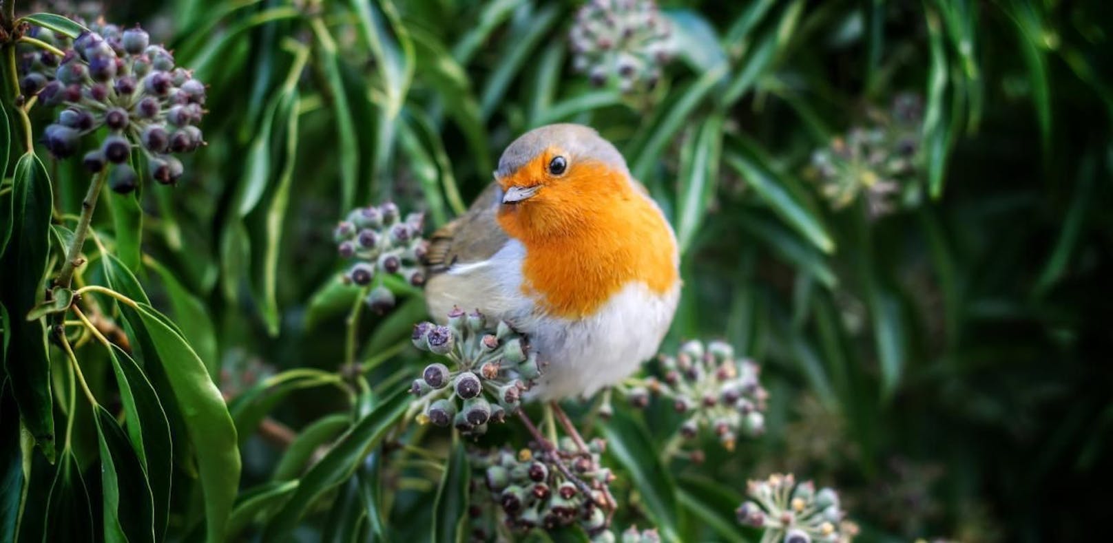 Ob Spatz, Taube oder wie hier ein Rotkehlchen: Zeig uns deine schönsten Fotos von Vögeln!
