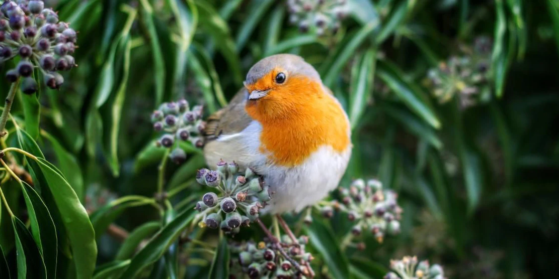 Unser Rotkehlchen ist eher schüchtern.