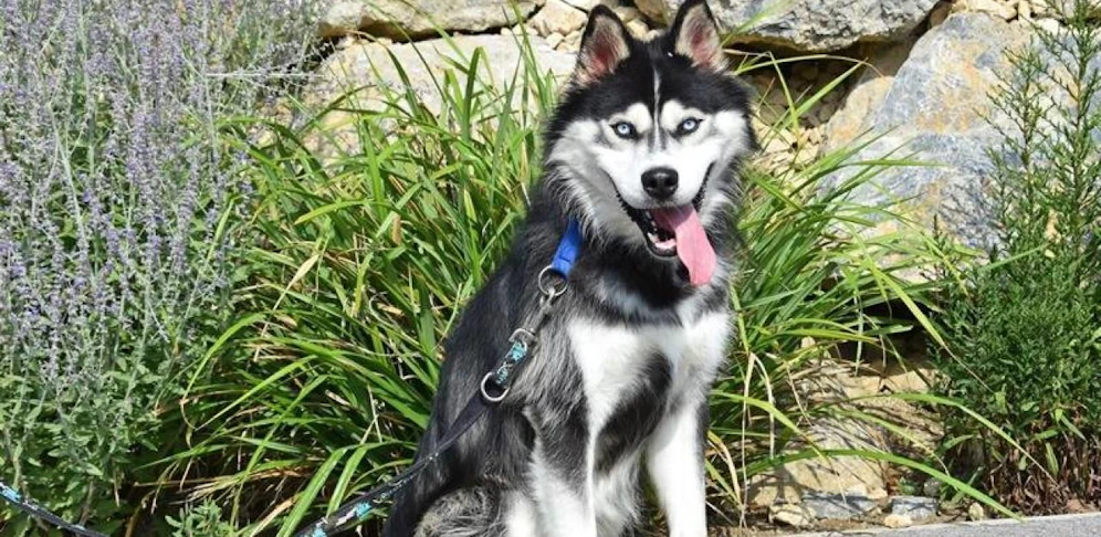 Husky musste Qualen erleiden und wurde dem Besitzer abgenommen.