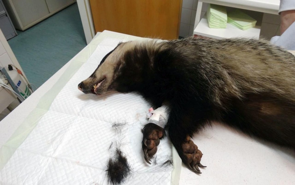 Dächsin mit Maulverletzung wurde im Wiener Tierschutzverein notoperiert. Der Eingriff verlief erfolgreich.