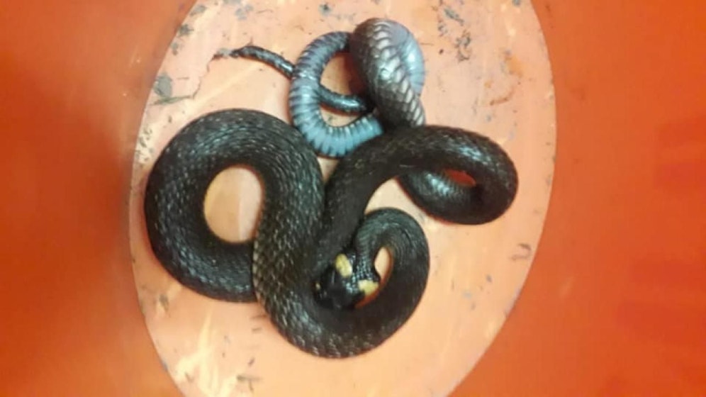 Diese Schlange versteckte sich hinter einem Kühlschrank. 