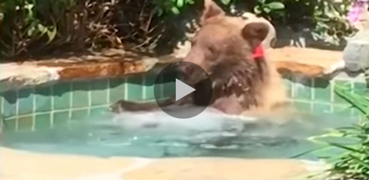 Heute.at - Bär relaxt im Whirlpool und schlürft einen Cocktail