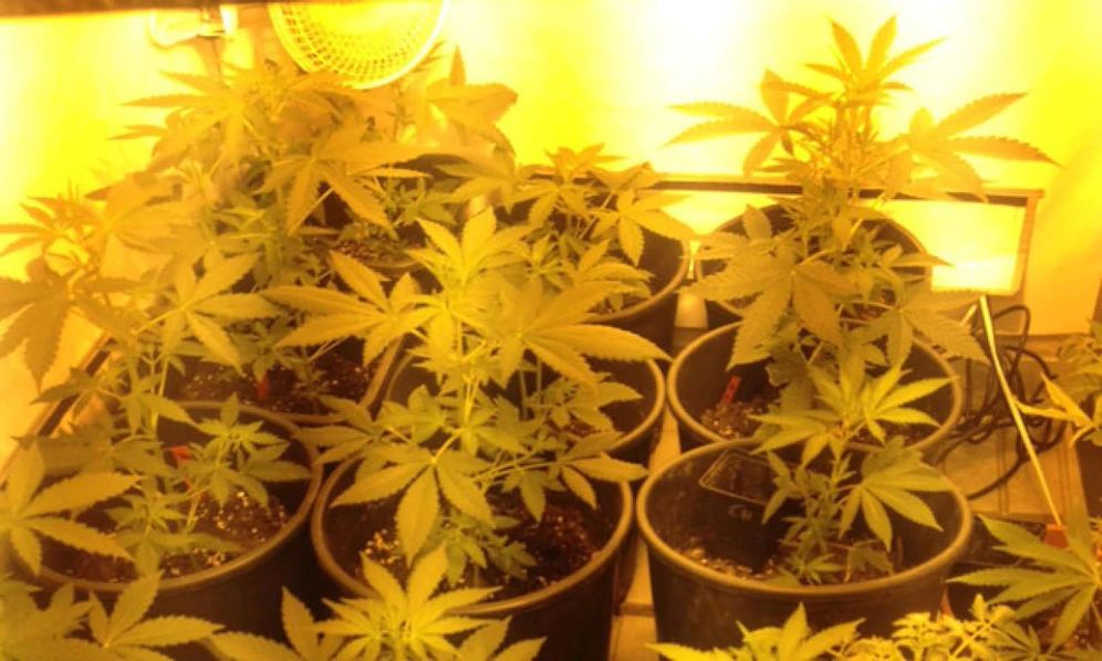 24 Marihuana-Pflanzen wurden in Wien-Margareten sichergestellt.