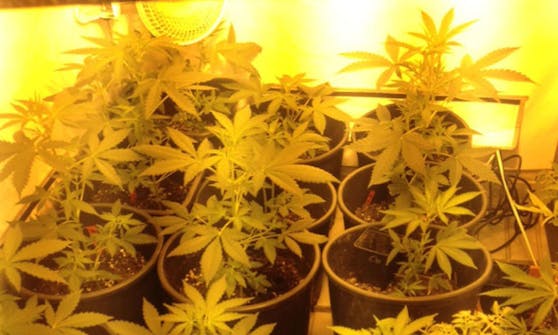 24 Marihuana-Pflanzen wurden in Wien-Margareten sichergestellt.