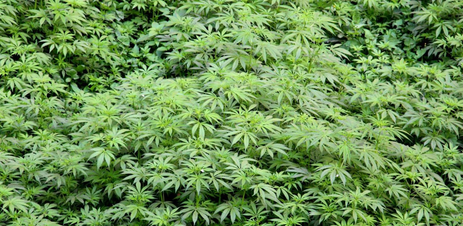 Die Liste Jetzt kritisiert die Auswahl der Cannabis-Experten des Gesundheitsministeriums.