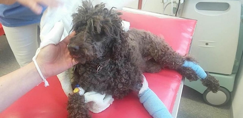 Kleine Pudel wurde schwer verletzt und musste operiert werden.