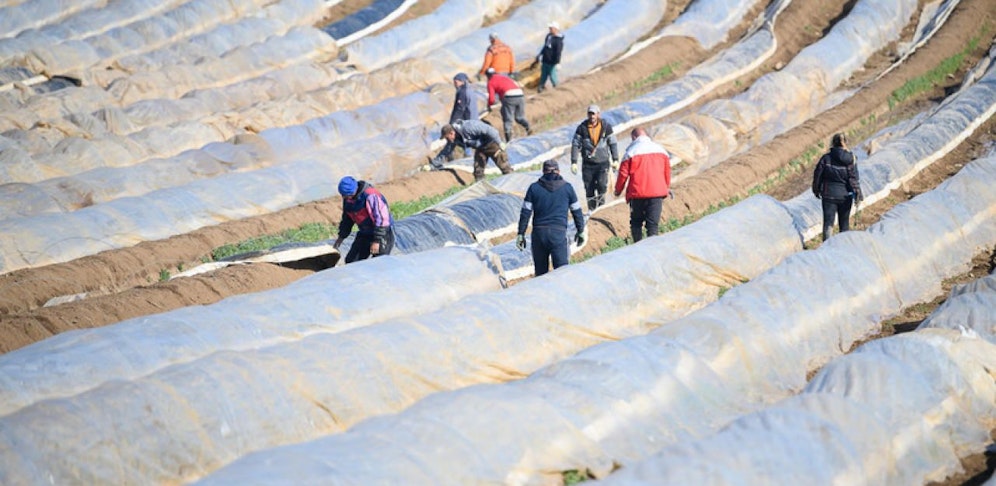 Drei Erntehelfer aus der Ukraine erstatten Anzeige gegen einen Landwirt aus OÖ. (Symbolbild).