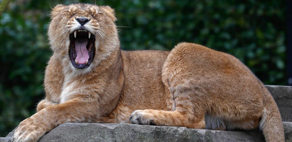 Eine Löwin im Planckendael Zoo in Mechelen ? vermutlich handelte es sich beim Ausbruch um dieses Tier.