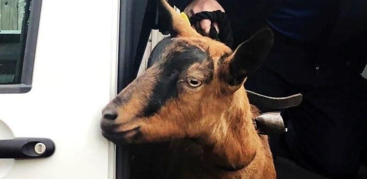 Heute.at - Nutella verfolgt Passant, bis die Polizei kommt