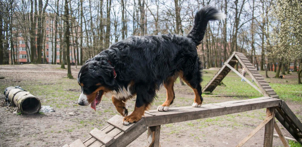Ein Berner Sennenhund biss einen Artgenossen tot.