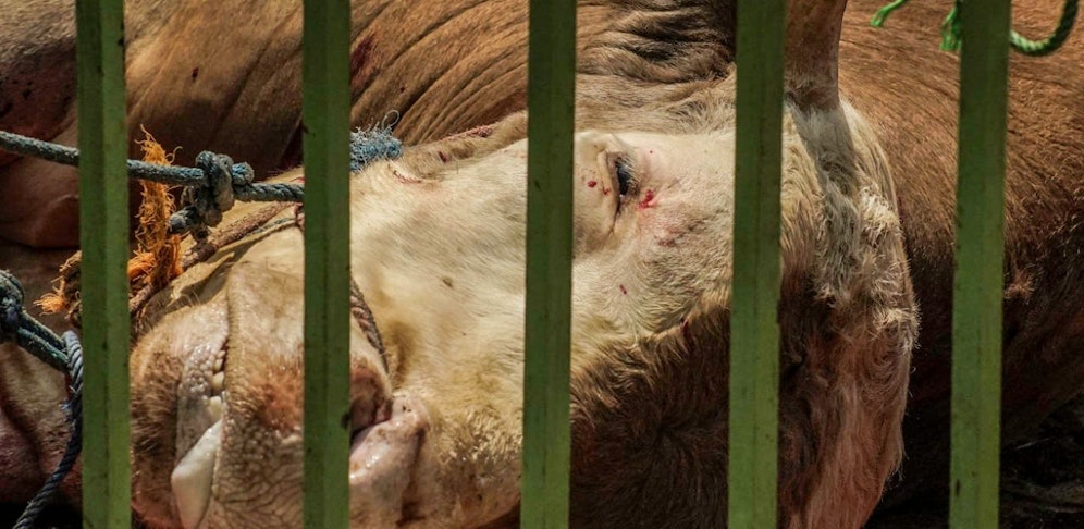 Totes Rind. (Symbolfoto)