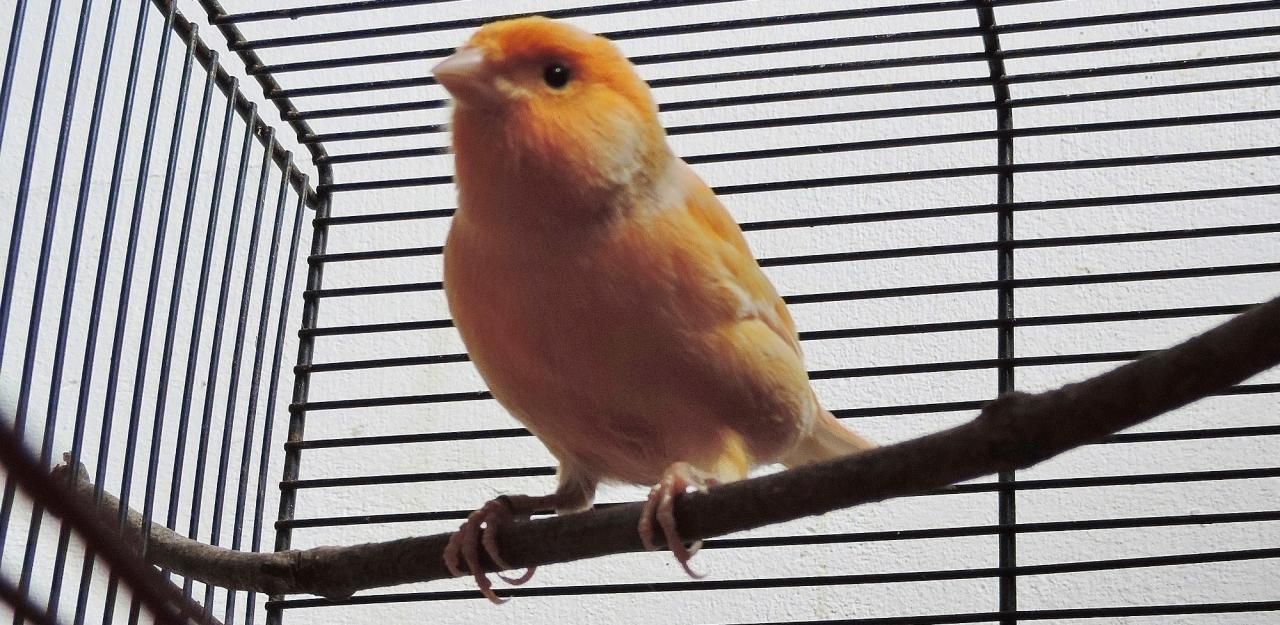 Heute.at - Besitzer gesucht! Wer vermisst Kanarienvogel?