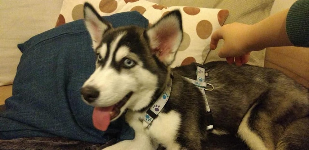 Der süße Husky wird mittlerweile gut versorgt