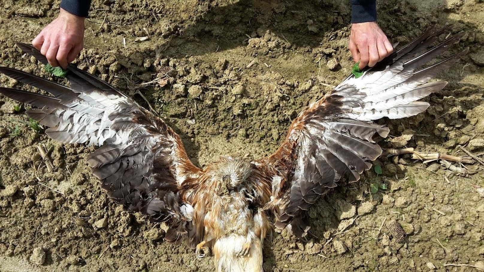 In Eferding wurde ein toter Greifvogel gefunden, der mit einem präparierten Hasenkopf vergiftet worden war. (Birdlife)
