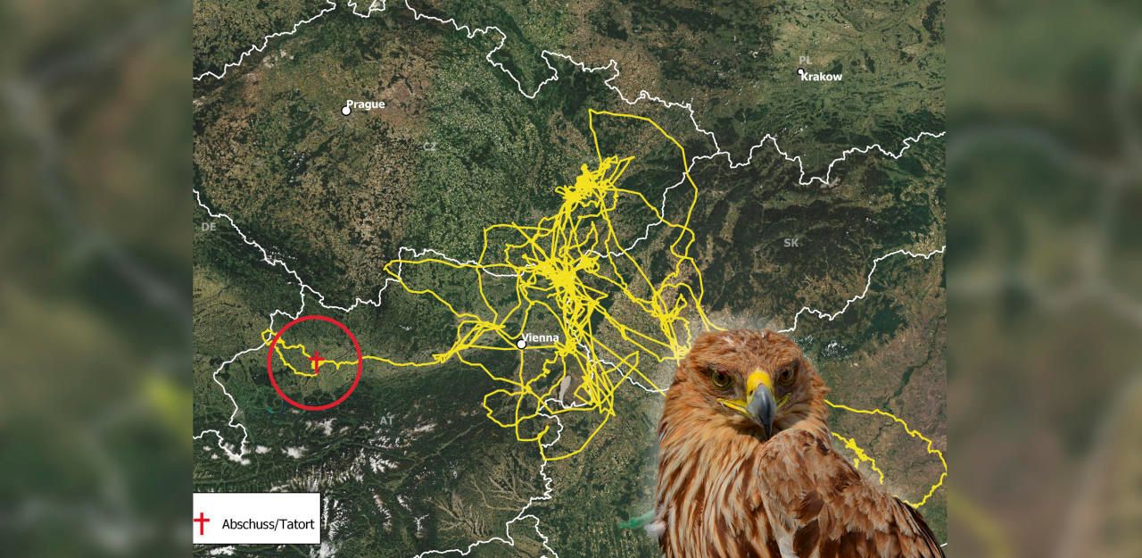 Heute.at - Hier flog Adler Alois, bevor er getötet wurde