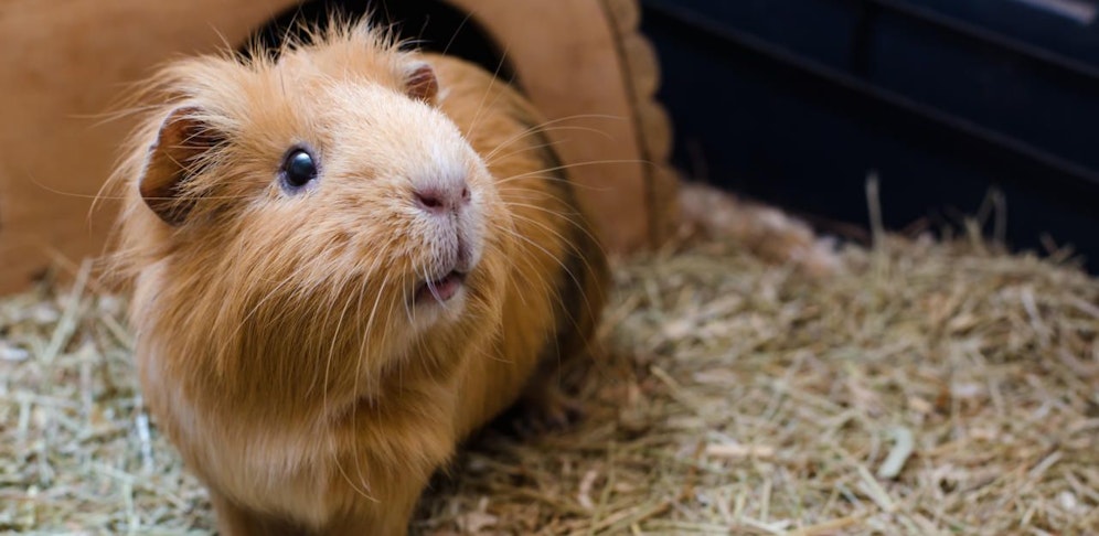 Wirbel um ein Meerschweinchen: Vater ist auf Shopinhaber sauer.