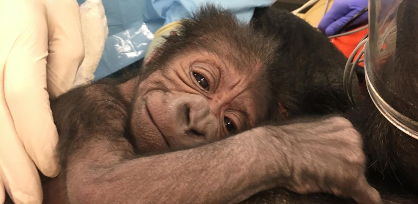 Können Sie diesem süßen Baby-Gorilla widerstehen?