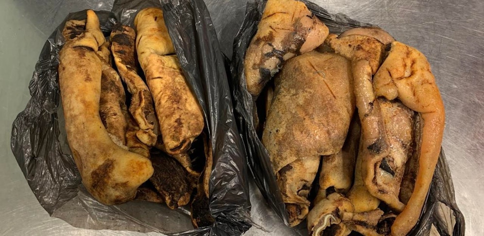 Die Kuhhaut wird der Vernichtung zugeführt. 