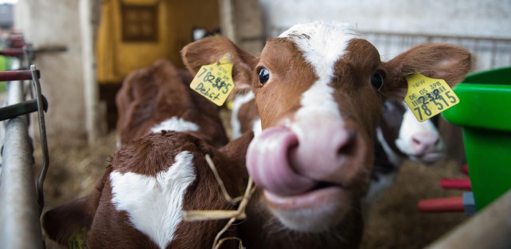 Eine Kuh in einem Stall. Symbolfoto.