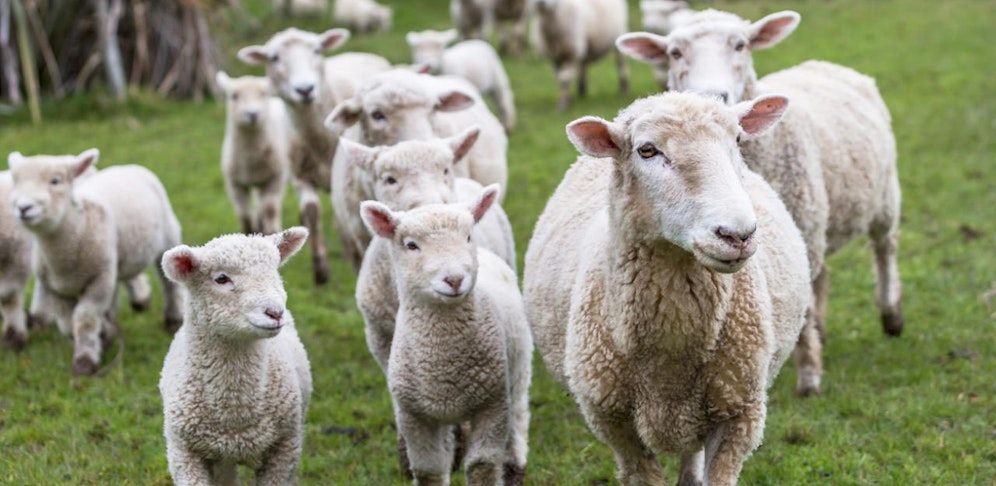 Die Tiere bekamen nicht genug Essen und Wasser