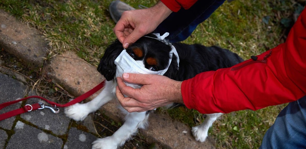 Erstmals ist eine Coronavirus-Ansteckung von Mensch zu Tier bestätigt worden.