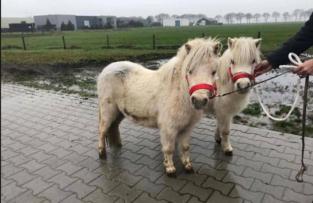 Diesen beiden süßen Ponys droht bereits morgen der Schlachthof.