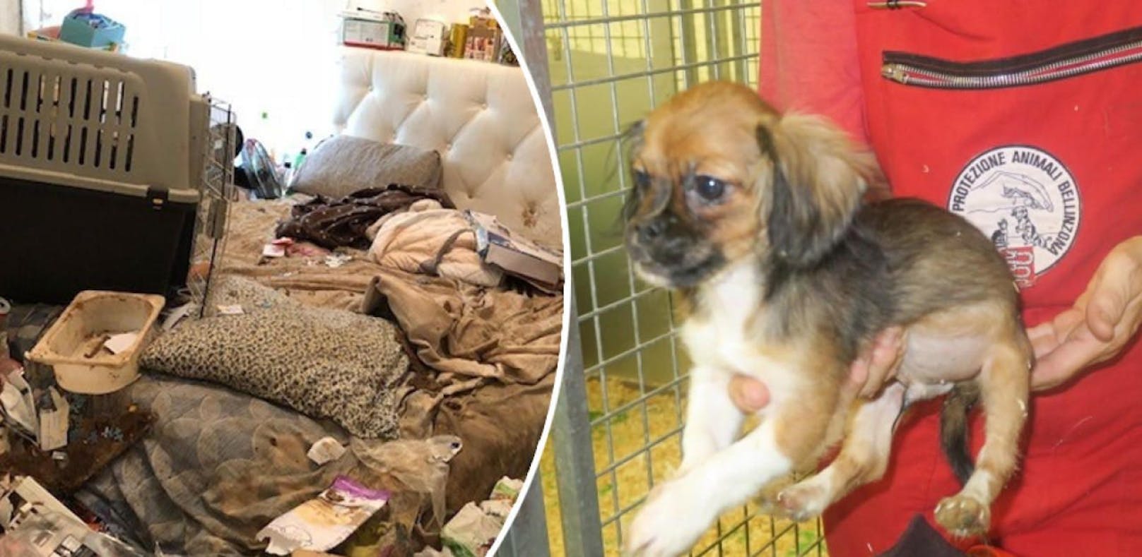 18 kleine Hunde aus Messie-Wohnung gerettet