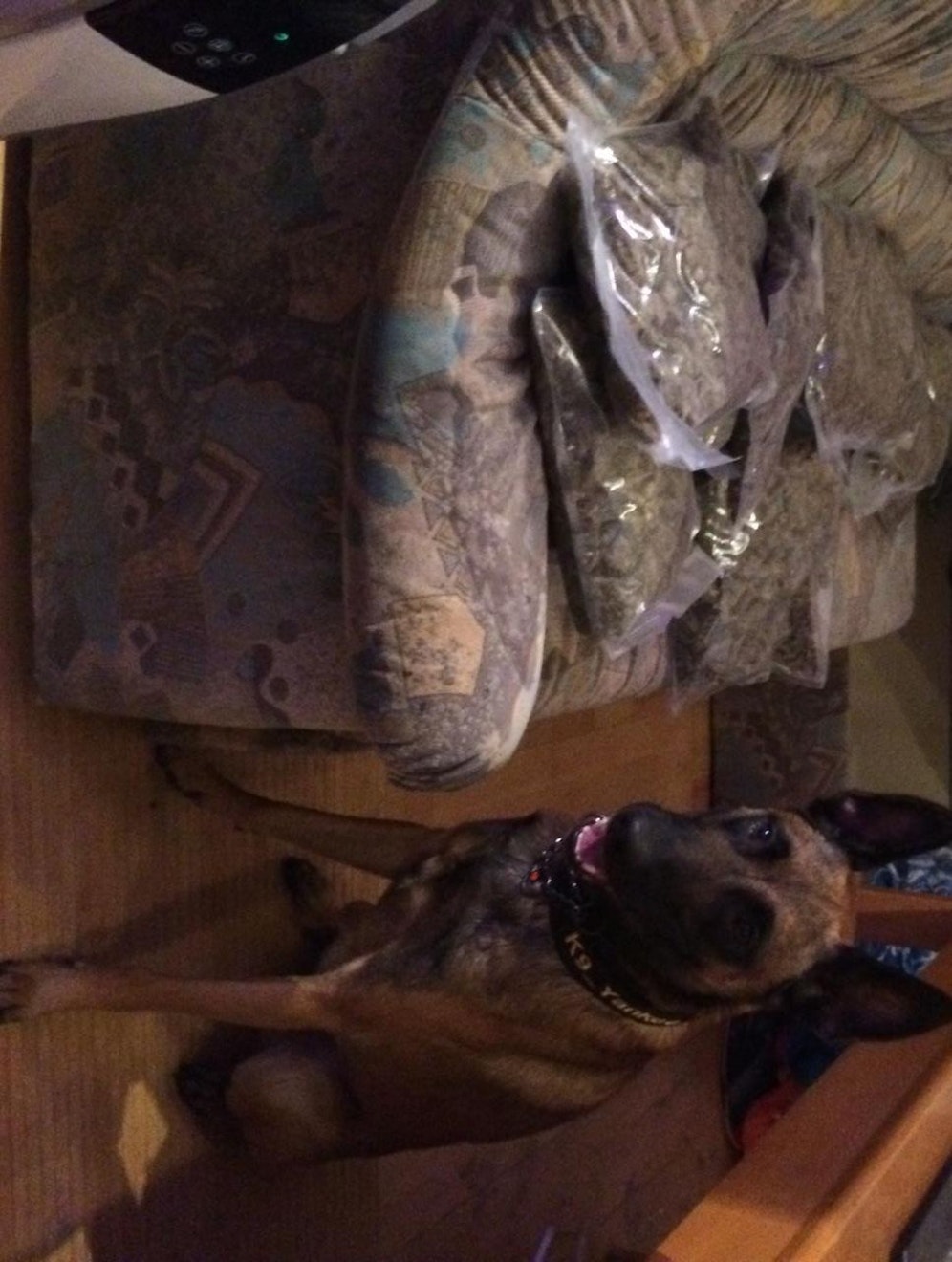 Ein Wauwau der Polizeidiensthundeeinheit: Hat viel zum Erfolg der Schwerpunktaktion beigetragen. 