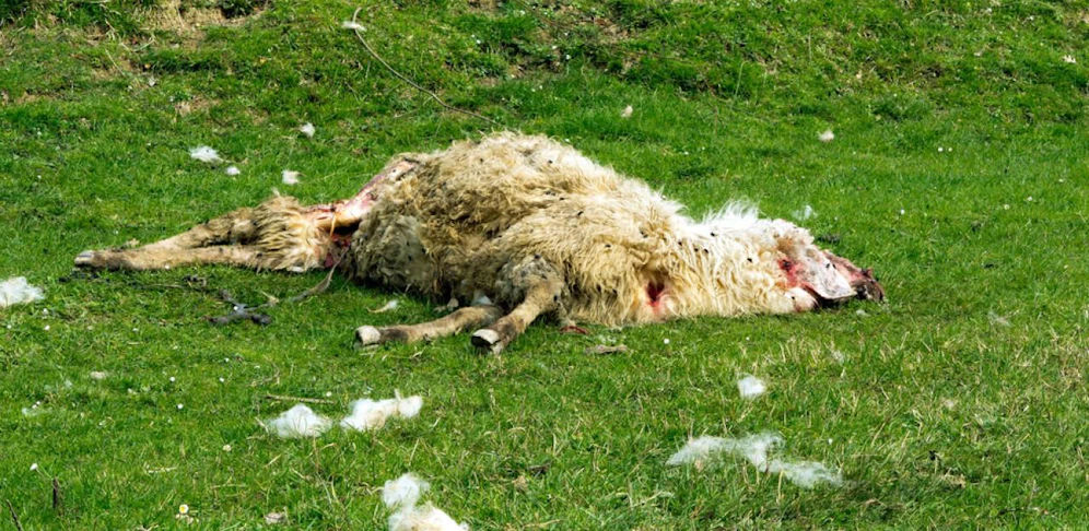 Drei Schafe wurden von den Hunden gerissen