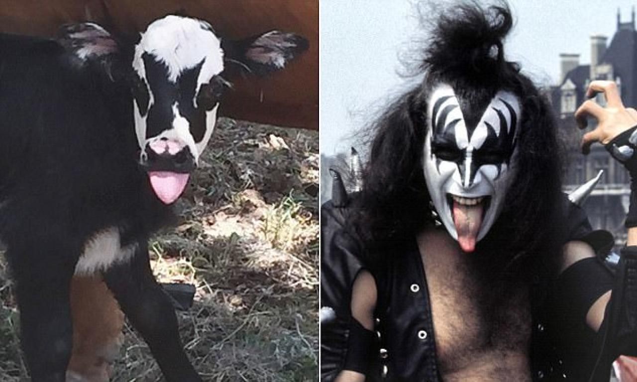 Rock N Roll Kalb Sieht Aus Wie Kiss Bassist Heute At