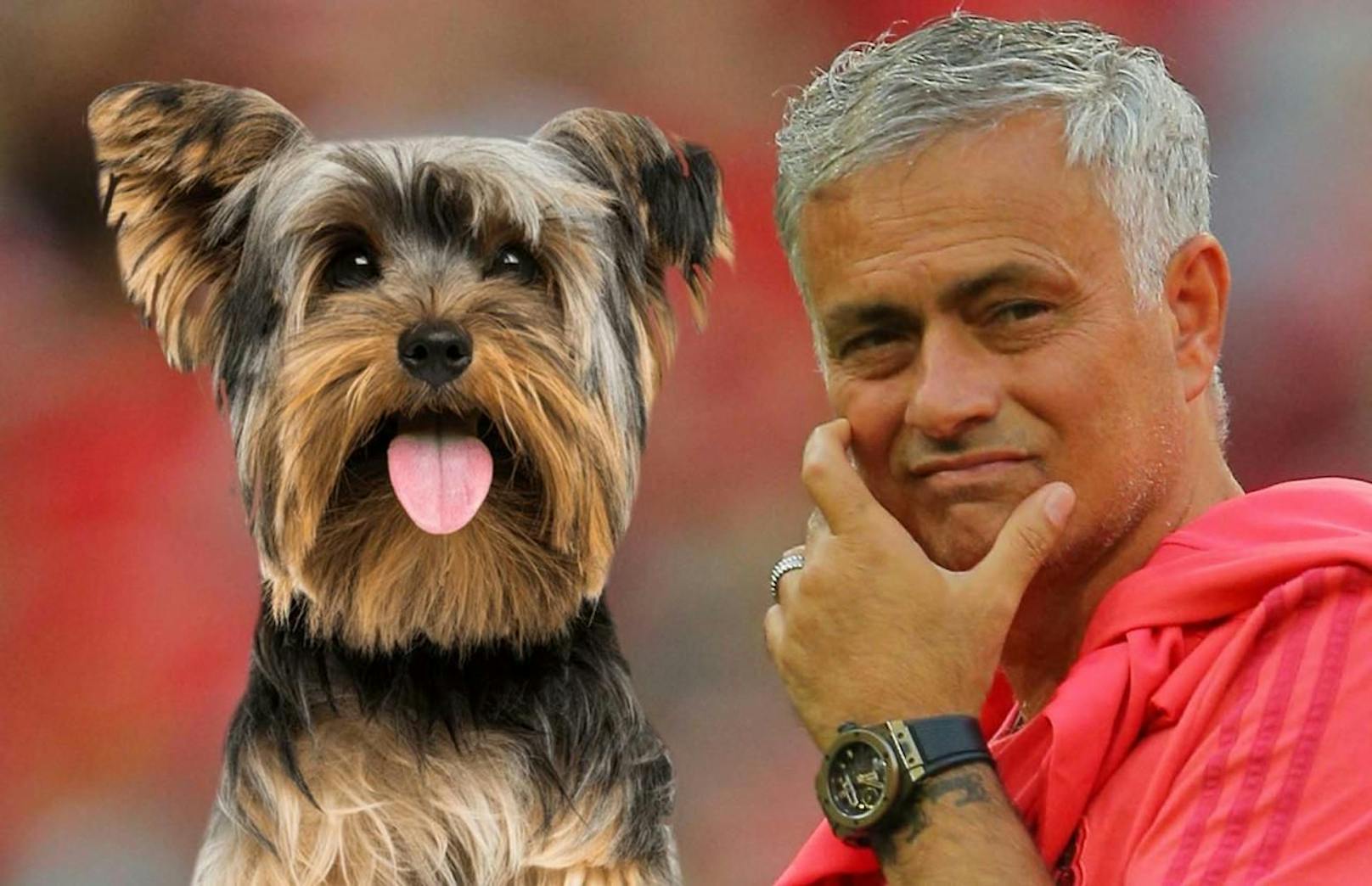 Jose Mourinho trauert um seinen Yorkshire Terrier (Symbolbild).