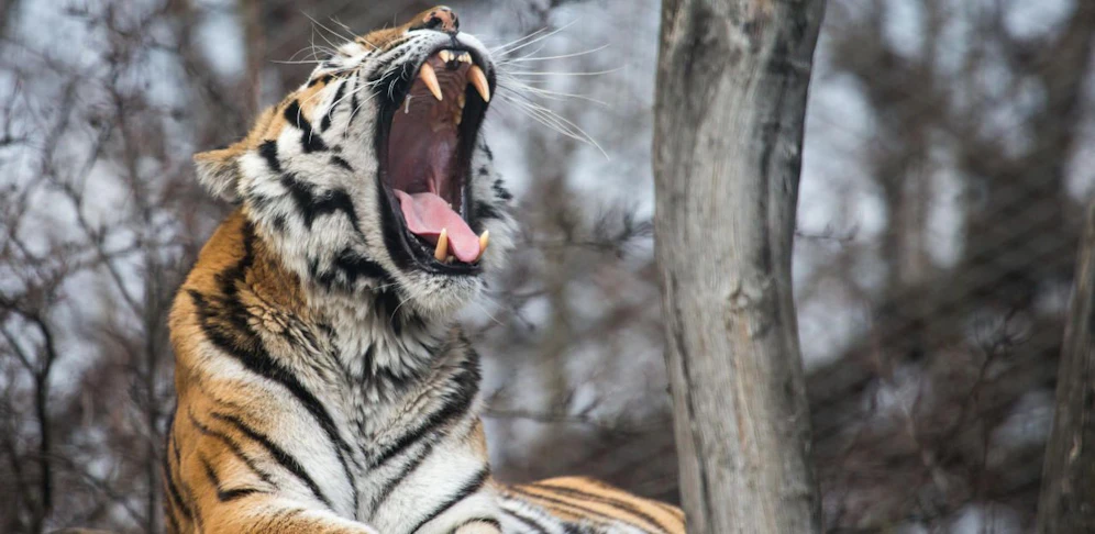 (Symbolbild) Der Tiger brach aus einem Zirkus aus.