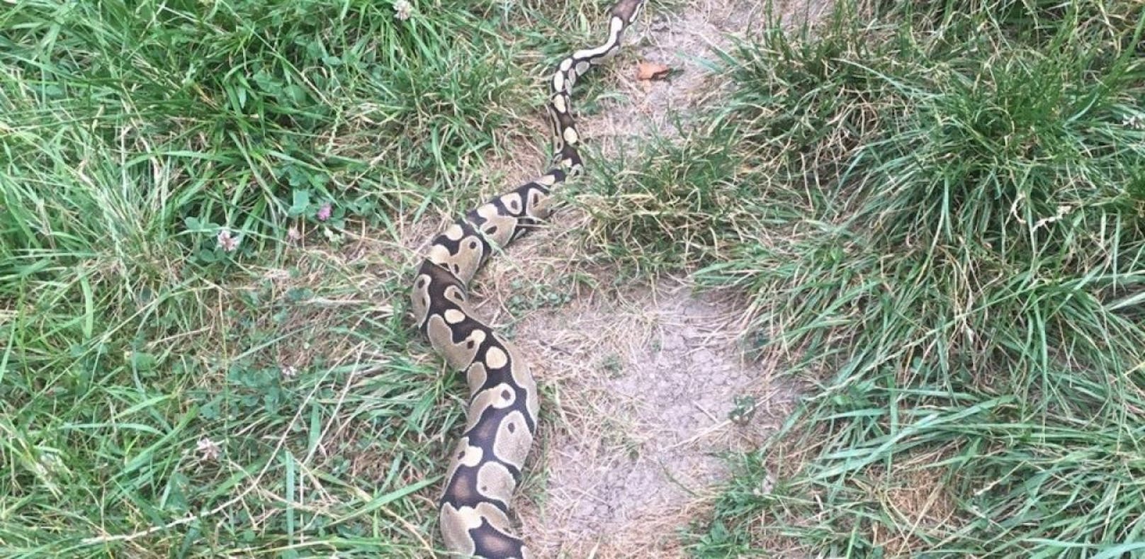 Python am Wilhelminenberg gesichtet