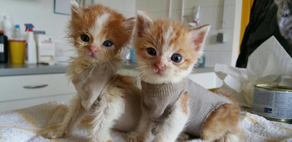 Die Sorgenkitten Max und Moritz: Die "Extrem-Zuzzler" brauchen intensive medizinische Betreuung. 