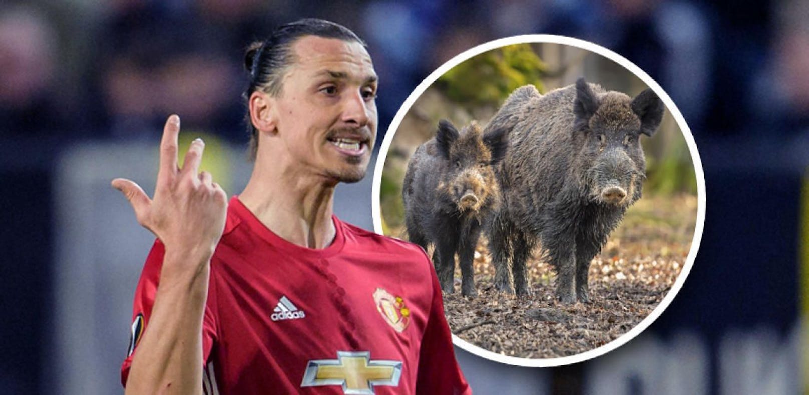 Ibrahimovic ist jetzt Wildschwein-Jäger