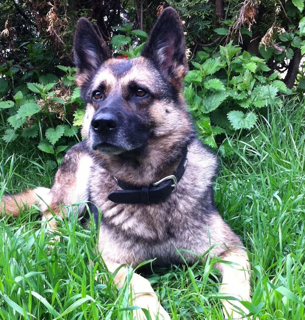 Die Deutsche Schäferhündin "Mara" hat eine besonders feine Gehör.