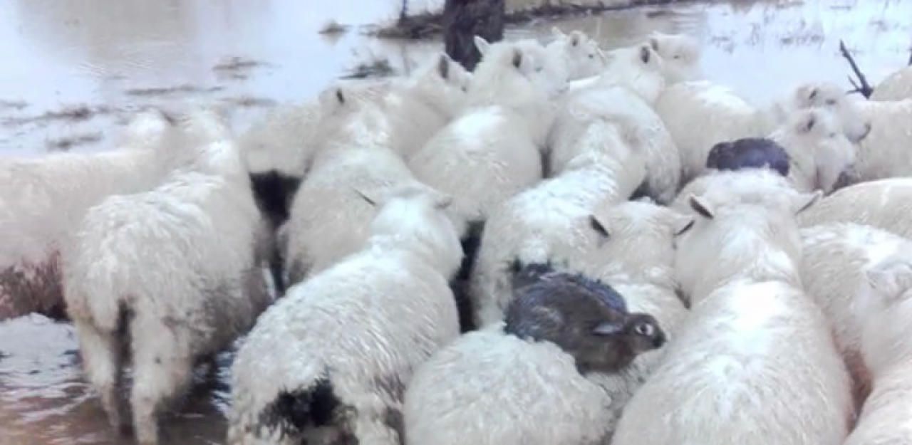 Heute.at - Kaninchen reiten auf Schafen durch die Fluten