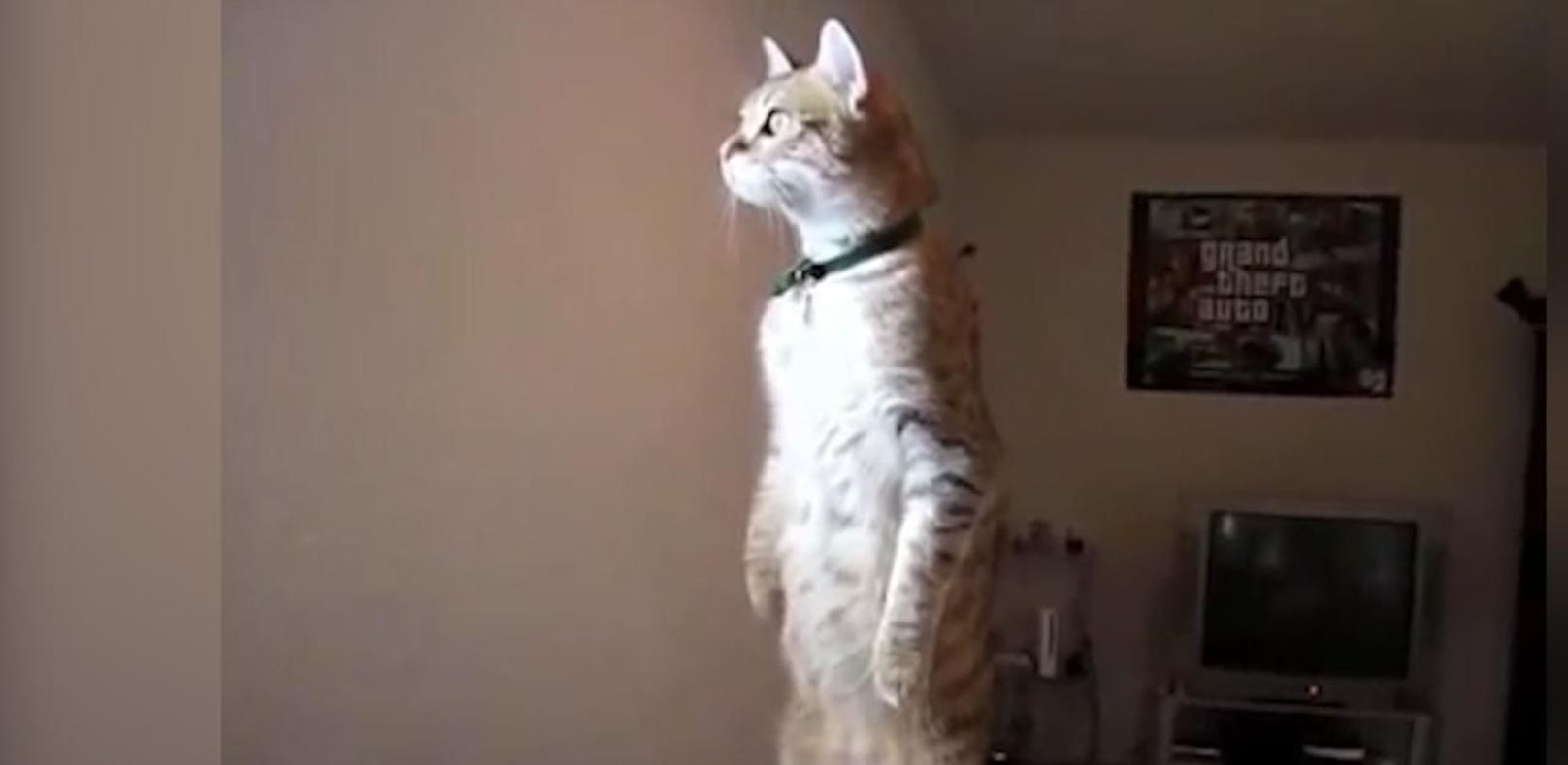 Ist das die neugierigste Katze der Welt?