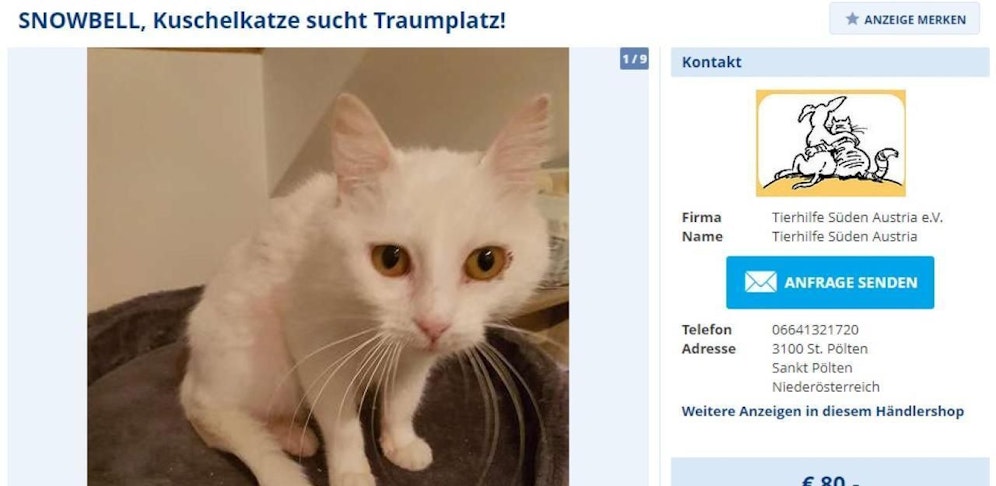 Ab 1. Juli dürfen private Tierschutzvereine keine Tiere mehr anpreisen.